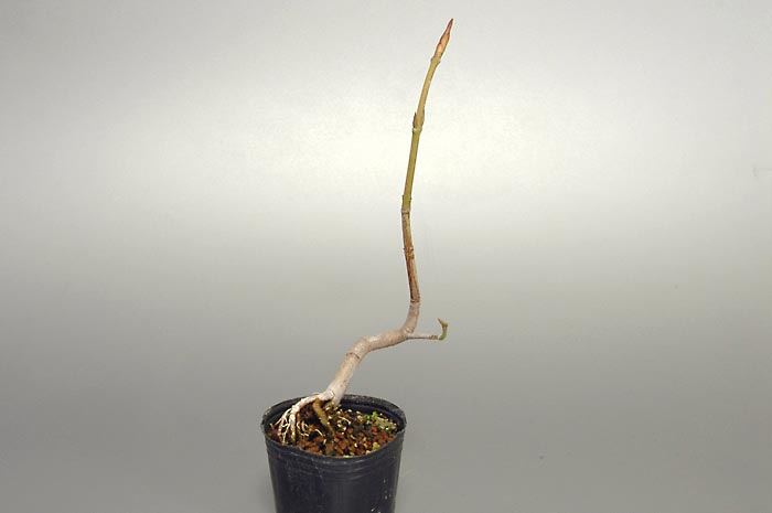 ツリバナM（つりばな・吊花）実もの盆栽の販売と育て方・作り方・Euonymus oxyphyllus bonsai bonsai
