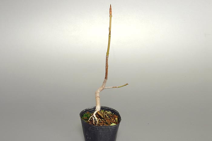 ミニ盆栽・ツリバナM（つりばな・吊花）実もの盆栽を左側から見た景色・Euonymus oxyphyllus bonsai bonsai