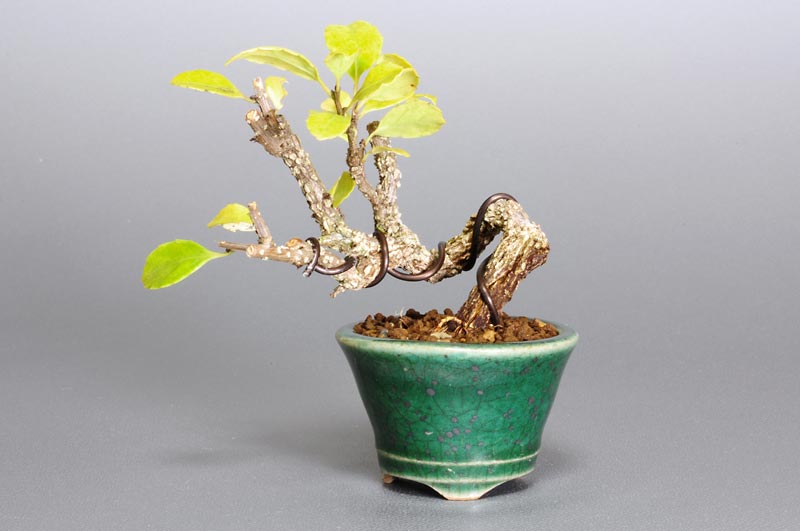 ツルウメモドキ-B1（つるうめもどき・蔓梅擬）実もの盆栽の販売と育て方・作り方・Celastrus orbiculatus bonsai