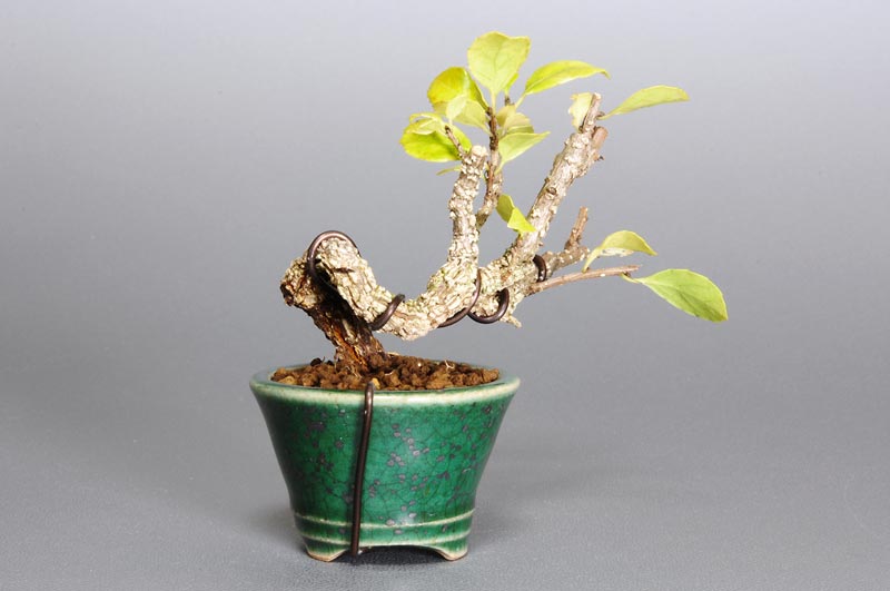 ツルウメモドキ-B1（つるうめもどき・蔓梅擬）実もの盆栽を裏側から見た景色・Celastrus orbiculatus bonsai