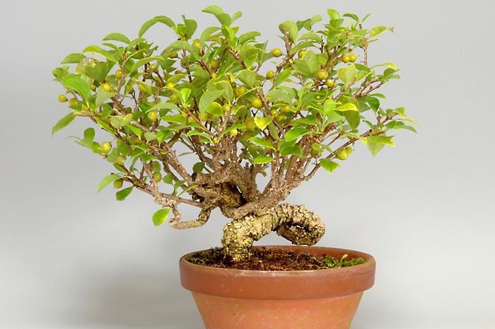 ツルウメモドキ-C-1（つるうめもどき・蔓梅擬）実もの盆栽の販売と育て方・作り方・Celastrus orbiculatus bonsai
