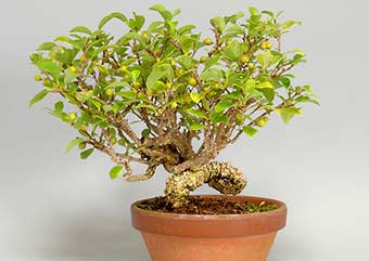 ツルウメモドキ-C（つるうめもどき・蔓梅擬）実もの盆栽の成長記録-1・Celastrus orbiculatus bonsai