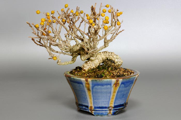 ツルウメモドキ-C-2（つるうめもどき・蔓梅擬）実もの盆栽の販売と育て方・作り方・Celastrus orbiculatus bonsai