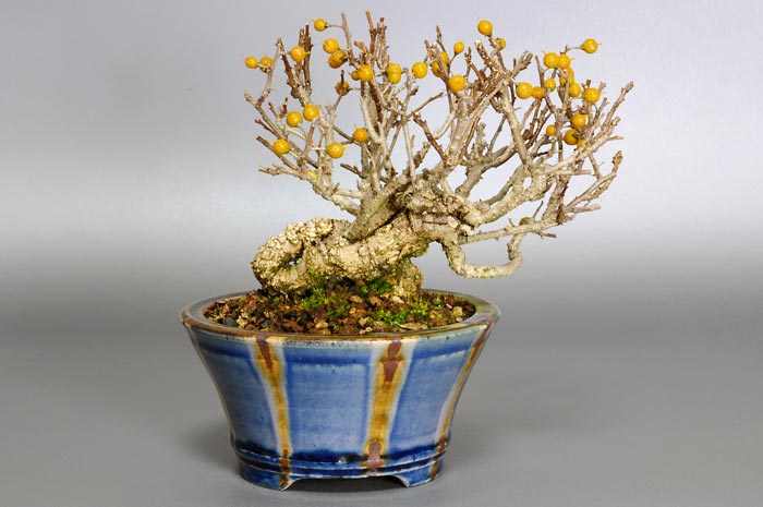 ミニ盆栽・ツルウメモドキ-C-2（つるうめもどき・蔓梅擬）実もの盆栽を裏側から見た景色・Celastrus orbiculatus bonsai