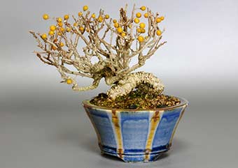 ツルウメモドキ-C（つるうめもどき・蔓梅擬）実もの盆栽の成長記録-2・Celastrus orbiculatus bonsai