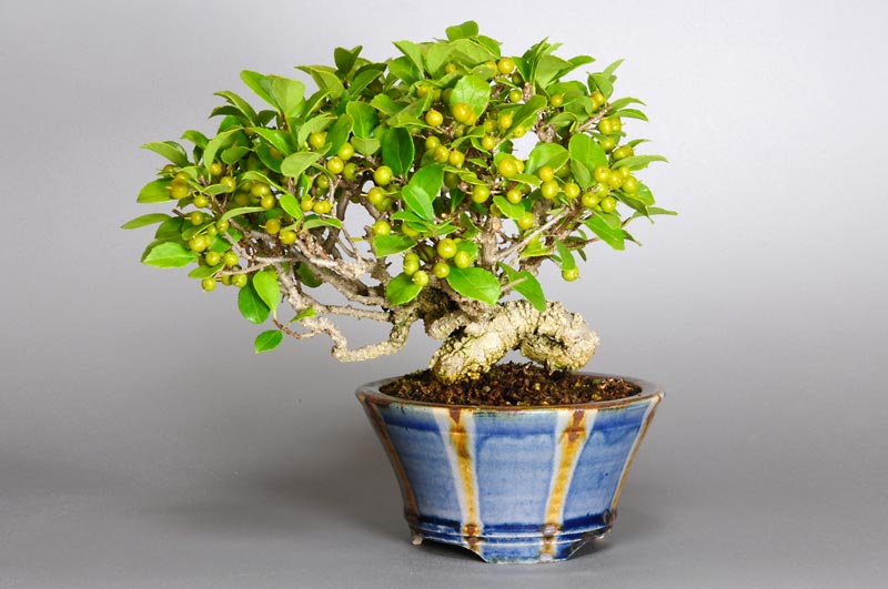 ツルウメモドキ-C-3（つるうめもどき・蔓梅擬）実もの盆栽の販売と育て方・作り方・Celastrus orbiculatus bonsai
