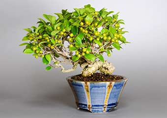 ツルウメモドキ-C（つるうめもどき・蔓梅擬）実もの盆栽の成長記録-3・Celastrus orbiculatus bonsai