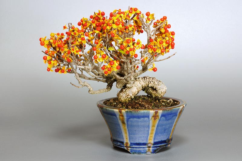 ツルウメモドキ-C（つるうめもどき・蔓梅擬）実もの盆栽の販売と育て方・作り方・Celastrus orbiculatus bonsai