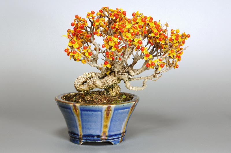 ミニ盆栽・ツルウメモドキ-C（つるうめもどき・蔓梅擬）実もの盆栽を裏側から見た景色・Celastrus orbiculatus bonsai