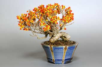 ツルウメモドキ-C（つるうめもどき・蔓梅擬）盆栽の樹作りの参考樹形・Celastrus orbiculatus Best bonsai