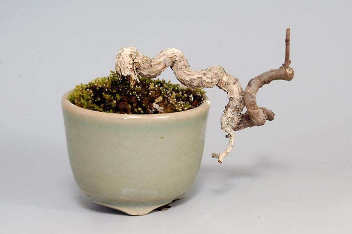ツルウメモドキE（つるうめもどき・蔓梅擬）実もの盆栽の販売と育て方・作り方・Celastrus orbiculatus bonsai photo