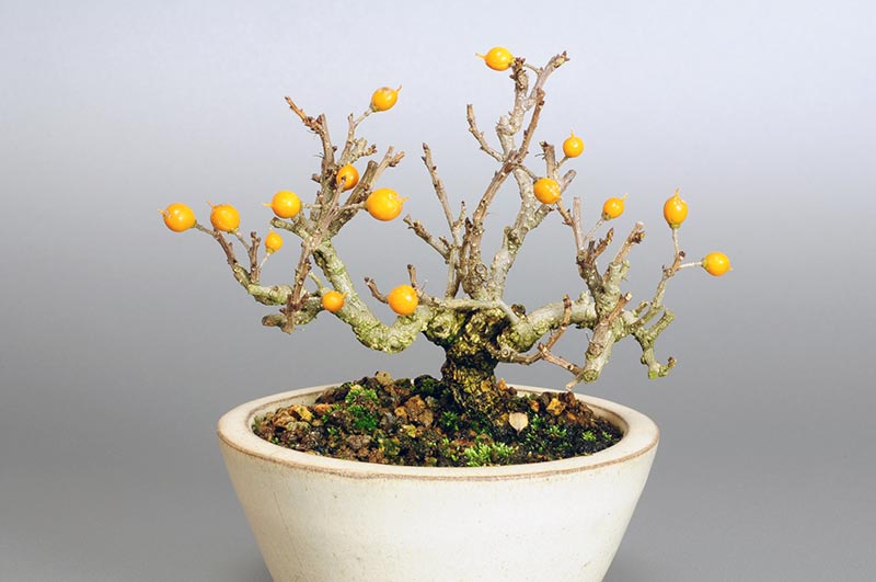 ツルウメモドキ-E1（つるうめもどき・蔓梅擬）実もの盆栽の販売と育て方・作り方・Celastrus orbiculatus bonsai