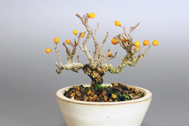 ツルウメモドキ-E1（つるうめもどき・蔓梅擬）実もの盆栽を裏側から見た景色・Celastrus orbiculatus bonsai