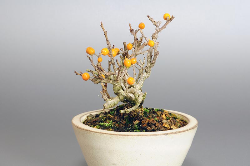 ツルウメモドキ-E1（つるうめもどき・蔓梅擬）実もの盆栽を右側から見た景色・Celastrus orbiculatus bonsai