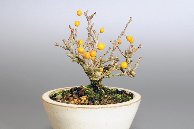 ツルウメモドキ-E1（つるうめもどき・蔓梅擬）実もの盆栽を左側から見た景色・Celastrus orbiculatus bonsai