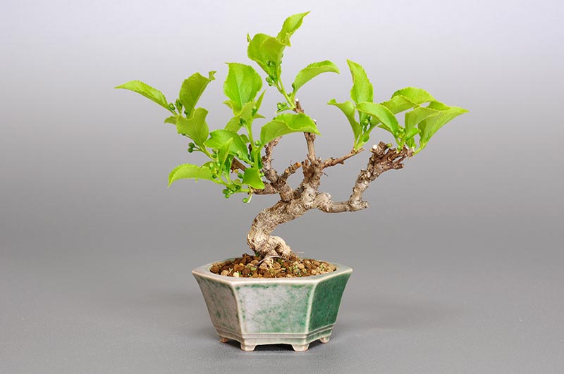 ツルウメモドキ-G1（つるうめもどき・蔓梅擬）実もの盆栽の販売と育て方・作り方・Celastrus orbiculatus bonsai