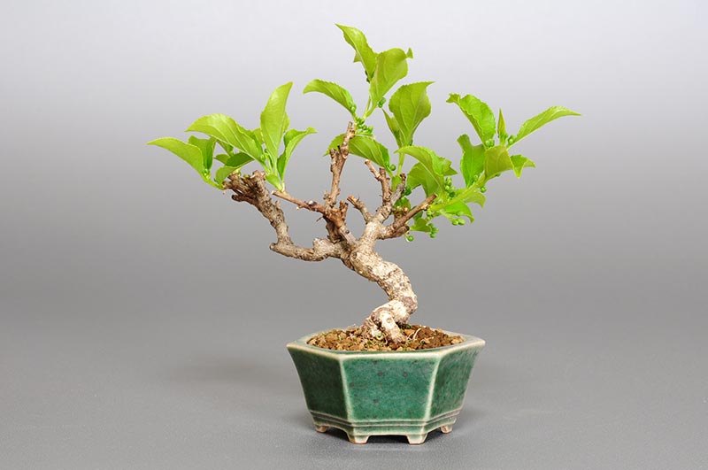 ツルウメモドキ-G1（つるうめもどき・蔓梅擬）実もの盆栽を裏側から見た景色・Celastrus orbiculatus bonsai