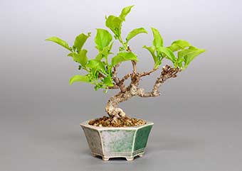 ツルウメモドキ-G1（つるうめもどき・蔓梅擬）盆栽の樹作りの参考樹形・Celastrus orbiculatus Best bonsai