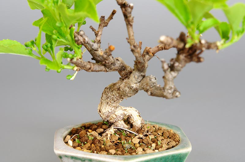 ツルウメモドキ-G1（つるうめもどき・蔓梅擬）実もの盆栽を足下を見た景色・Celastrus orbiculatus bonsai