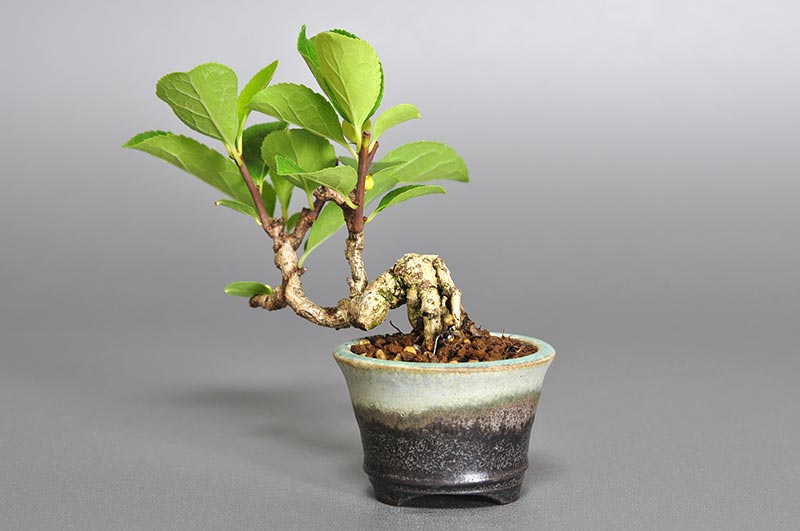 ツルウメモドキ-M1（つるうめもどき・蔓梅擬）実もの盆栽を裏側から見た景色・Celastrus orbiculatus bonsai