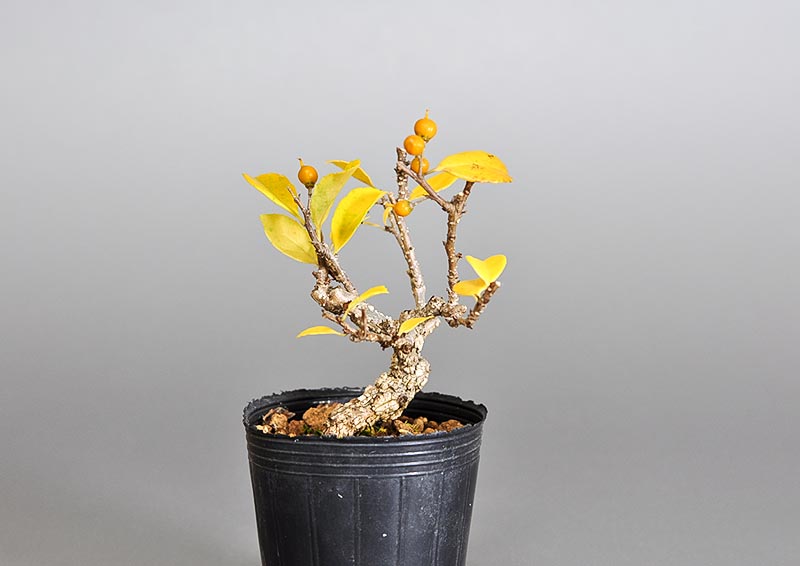 ツルウメモドキ-Q1（つるうめもどき・蔓梅擬）実もの盆栽の販売と育て方・作り方・Celastrus orbiculatus bonsai