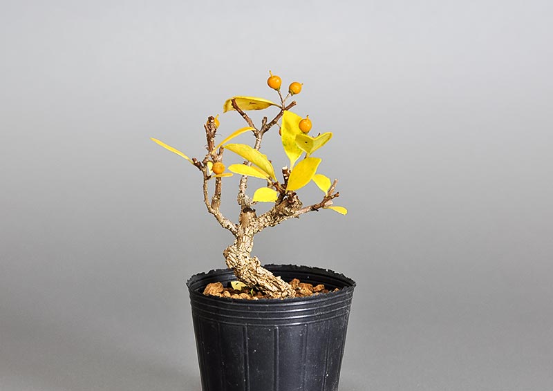 ツルウメモドキ-Q1（つるうめもどき・蔓梅擬）実もの盆栽を裏側から見た景色・Celastrus orbiculatus bonsai