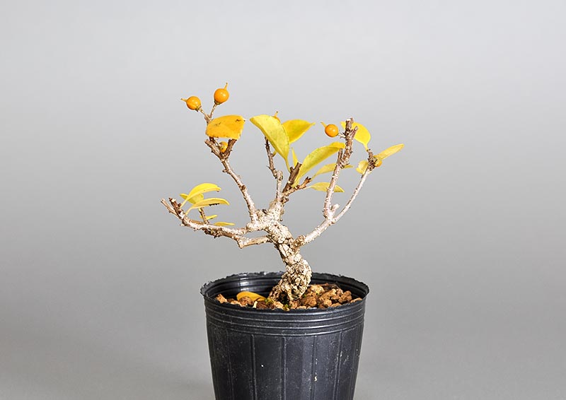 ツルウメモドキ-Q1（つるうめもどき・蔓梅擬）実もの盆栽を右側から見た景色・Celastrus orbiculatus bonsai
