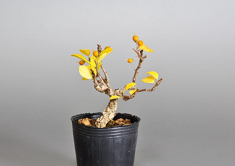 ツルウメモドキ-Q1（つるうめもどき・蔓梅擬）実もの盆栽を左側から見た景色・Celastrus orbiculatus bonsai