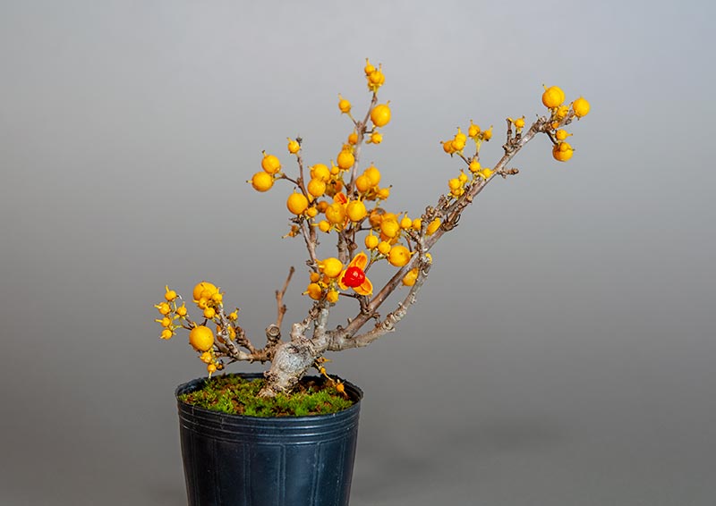 ツルウメモドキ-R1（つるうめもどき・蔓梅擬）実もの盆栽の販売と育て方・作り方・Celastrus orbiculatus bonsai