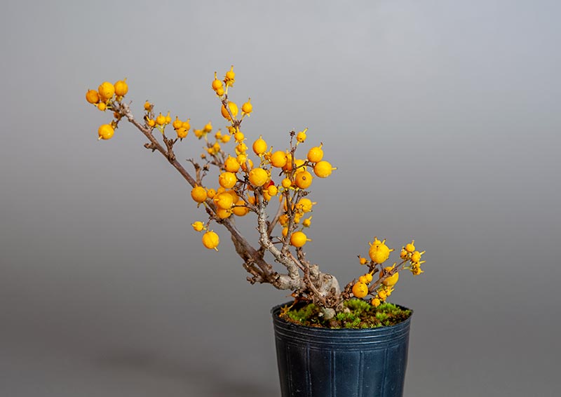 ツルウメモドキ-R1（つるうめもどき・蔓梅擬）実もの盆栽を裏側から見た景色・Celastrus orbiculatus bonsai