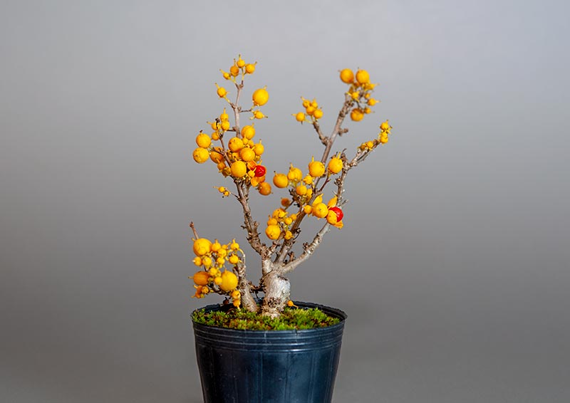 ツルウメモドキ-R1（つるうめもどき・蔓梅擬）実もの盆栽を左側から見た景色・Celastrus orbiculatus bonsai