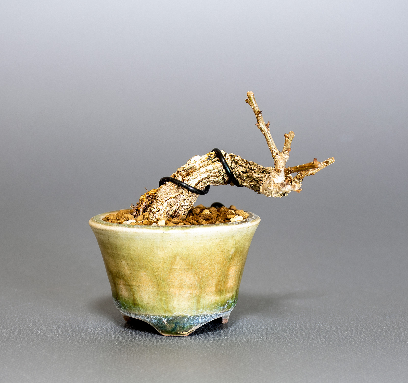 ツルウメモドキ-S1（つるうめもどき・蔓梅擬）実もの盆栽の販売と育て方・作り方・Celastrus orbiculatus bonsai