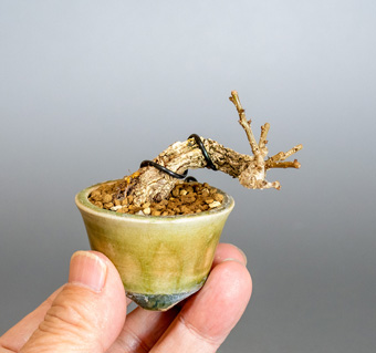 ツルウメモドキ-S1（つるうめもどき・蔓梅擬）盆栽の樹作りの参考樹形・Celastrus orbiculatus Best bonsai