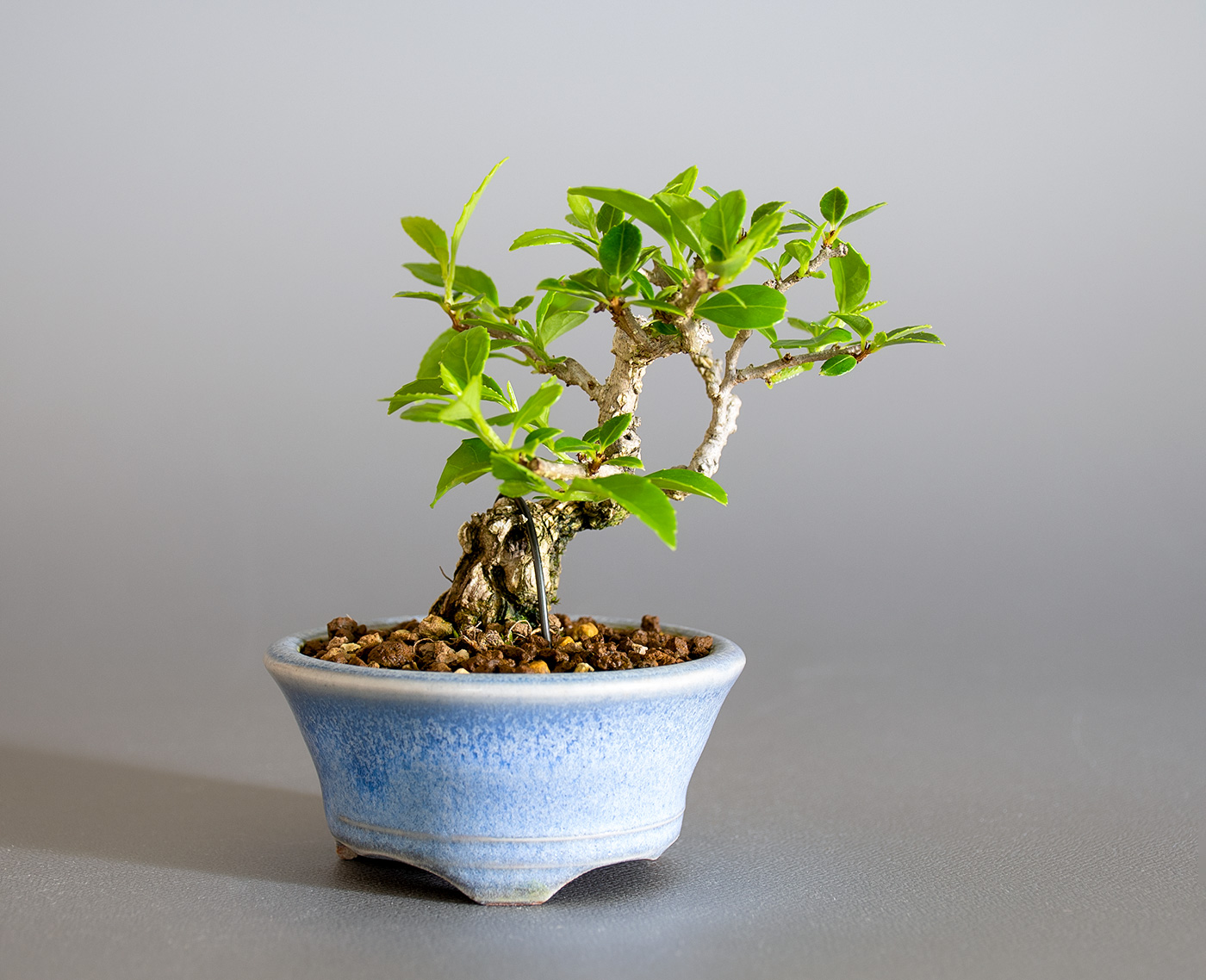 ツルウメモドキ-T1（つるうめもどき・蔓梅擬）実もの盆栽の販売と育て方・作り方・Berchemia racemosa bonsai