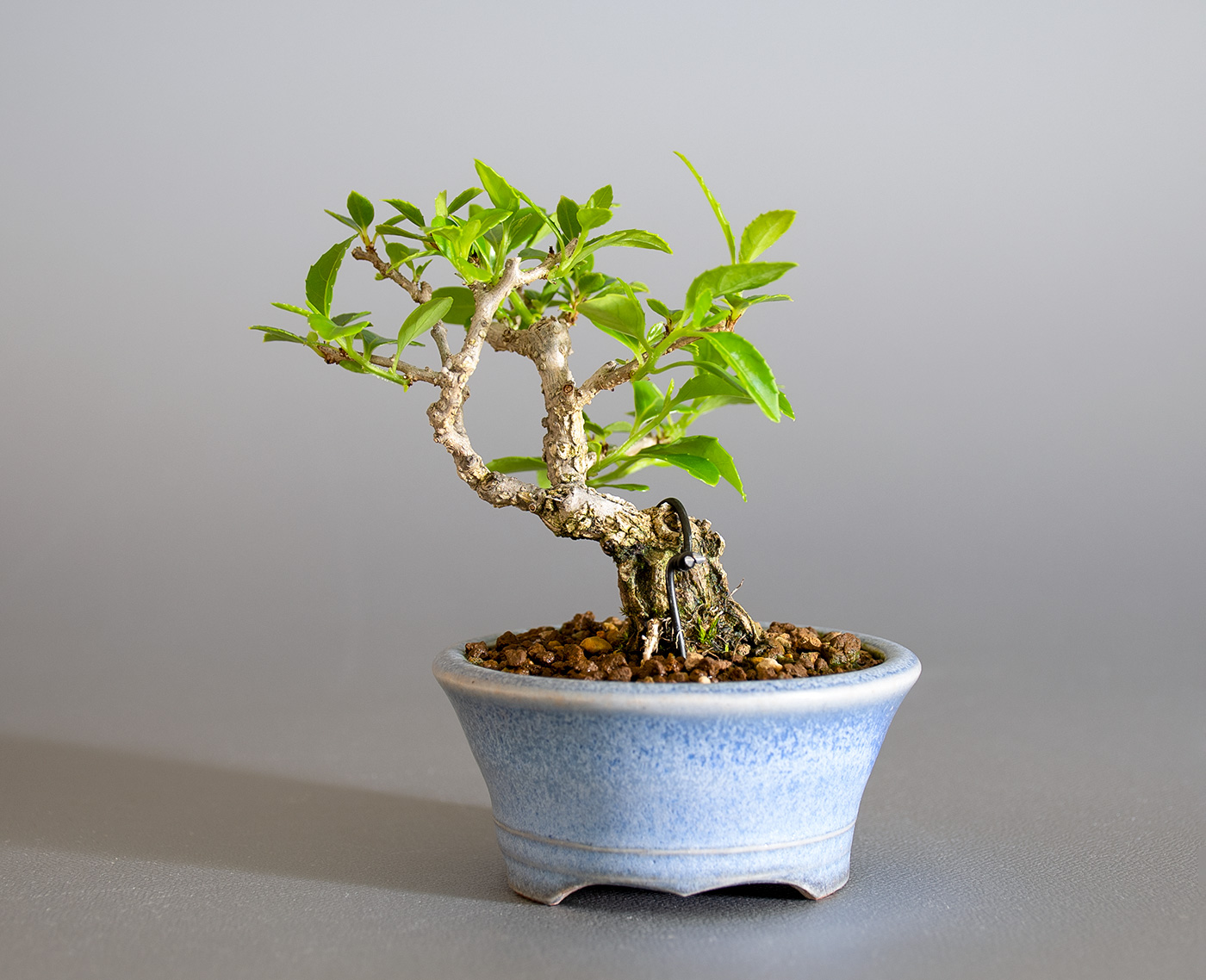 ツルウメモドキ-T1（つるうめもどき・蔓梅擬）実もの盆栽を裏側から見た景色・Berchemia racemosa bonsai