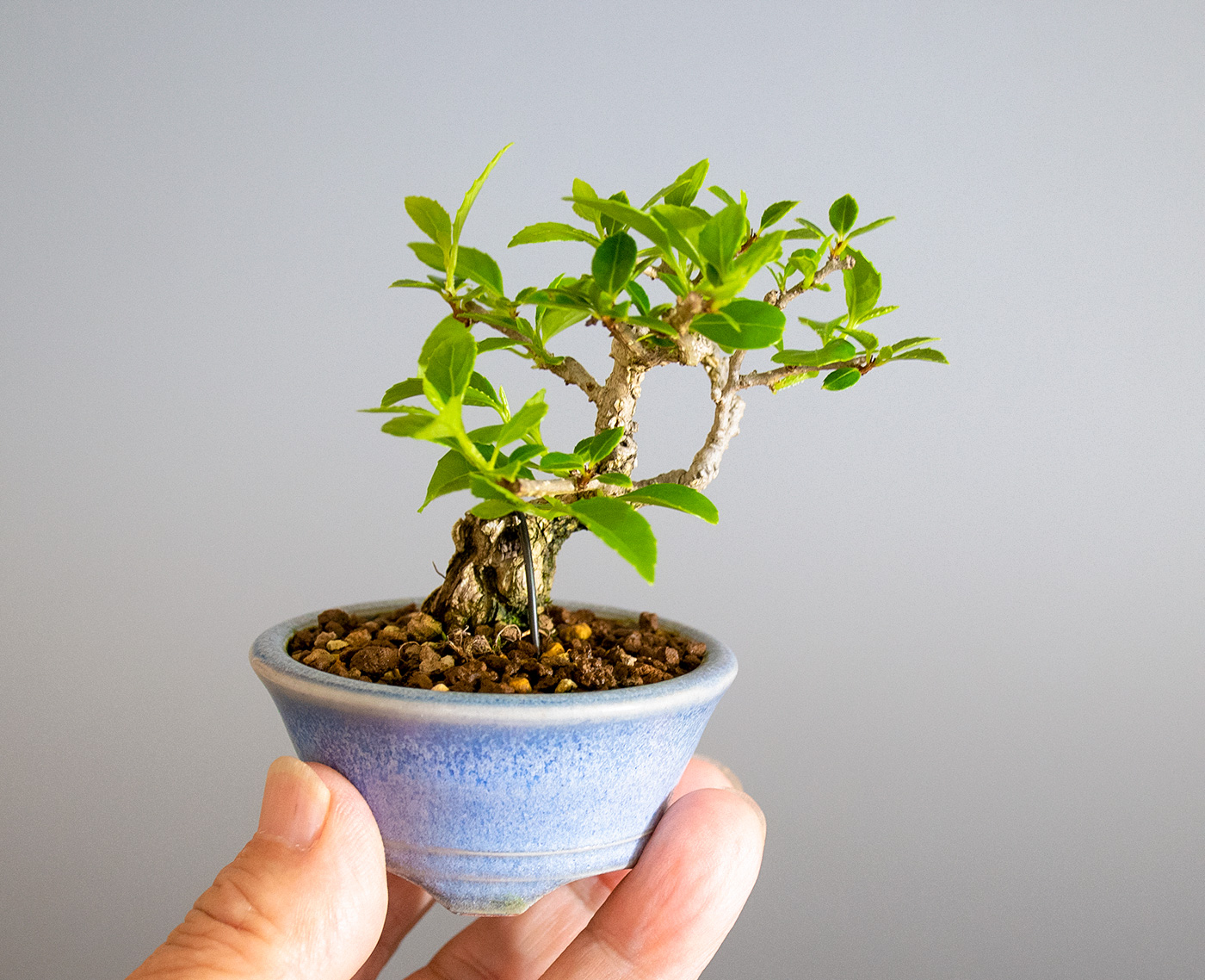 ツルウメモドキ-T1（つるうめもどき・蔓梅擬）実もの盆栽の手乗りの景色・Berchemia racemosa bonsai