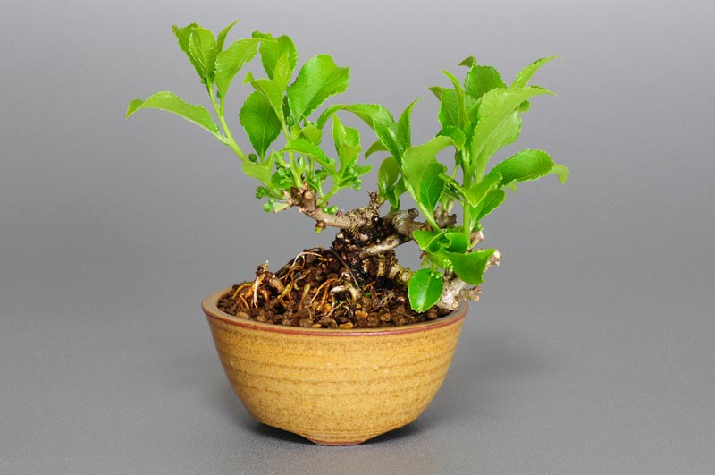 ツルウメモドキV（つるうめもどき・蔓梅擬）実もの盆栽の販売と育て方・作り方・Celastrus orbiculatus bonsai