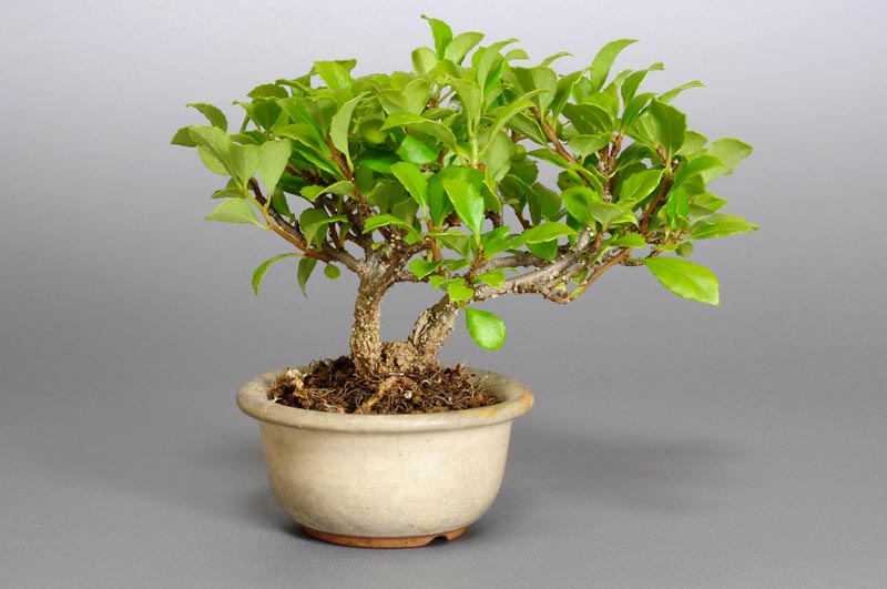 ツルウメモドキX（つるうめもどき・蔓梅擬）実もの盆栽を裏側から見た景色・Celastrus orbiculatus bonsai