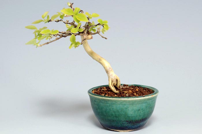 ウグイスカグラ-B（うぐいすかぐら・鶯神楽）実もの盆栽の販売と育て方・作り方・Lonicera gracilipes bonsai