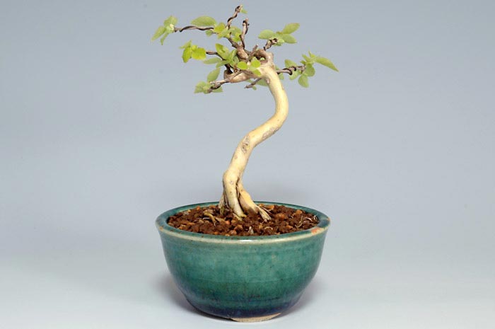 ウグイスカグラ-B（うぐいすかぐら・鶯神楽）実もの盆栽を右側から見た景色・Lonicera gracilipes bonsai