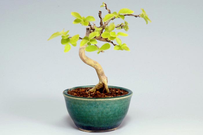 ウグイスカグラ-B（うぐいすかぐら・鶯神楽）実もの盆栽を左側から見た景色・Lonicera gracilipes bonsai