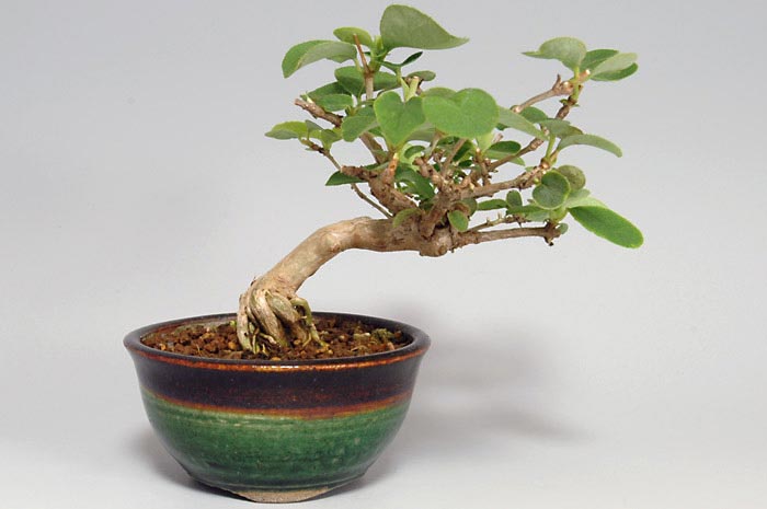 ウグイスカグラC（うぐいすかぐら・鶯神楽）実もの盆栽の販売と育て方・作り方・Lonicera gracilipes bonsai