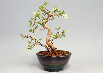 ウグイスカグラ-F（うぐいすかぐら・鶯神楽）盆栽の樹作りの参考樹形・Lonicera gracilipes Best bonsai