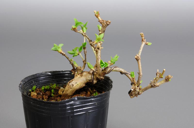 ウグイスカグラK（うぐいすかぐら・鶯神楽）実もの盆栽の販売と育て方・作り方・Lonicera gracilipes bonsai