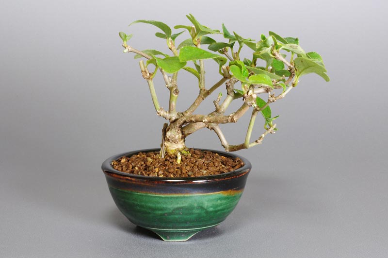 ウグイスカグラN（うぐいすかぐら・鶯神楽）実もの盆栽の販売と育て方・作り方・Lonicera gracilipes bonsai