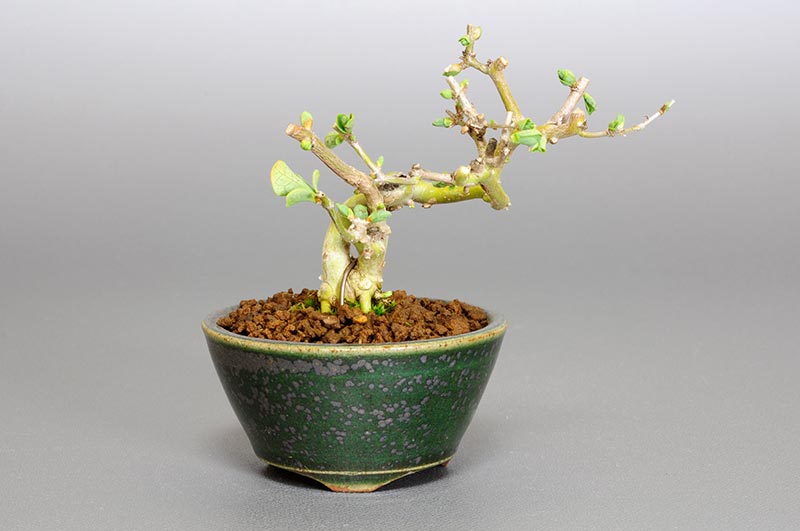 ミニ盆栽・ウグイスカグラO-1（うぐいすかぐら・鶯神楽）実もの盆栽の販売と育て方・作り方・Lonicera gracilipes bonsai