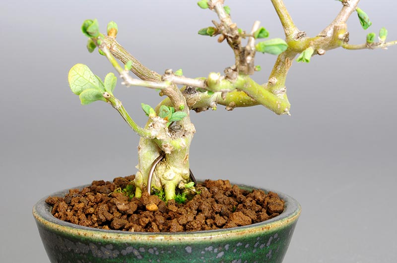 ミニ盆栽・ウグイスカグラO-1（うぐいすかぐら・鶯神楽）実もの盆栽を拡大して見た景色・Lonicera gracilipes bonsai