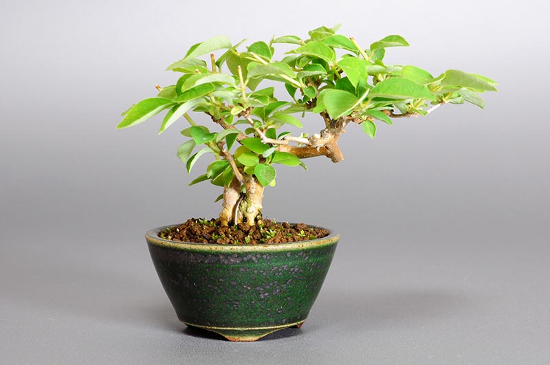 ミニ盆栽・ウグイスカグラO（うぐいすかぐら・鶯神楽）実もの盆栽の販売と育て方・作り方・Lonicera gracilipes bonsai
