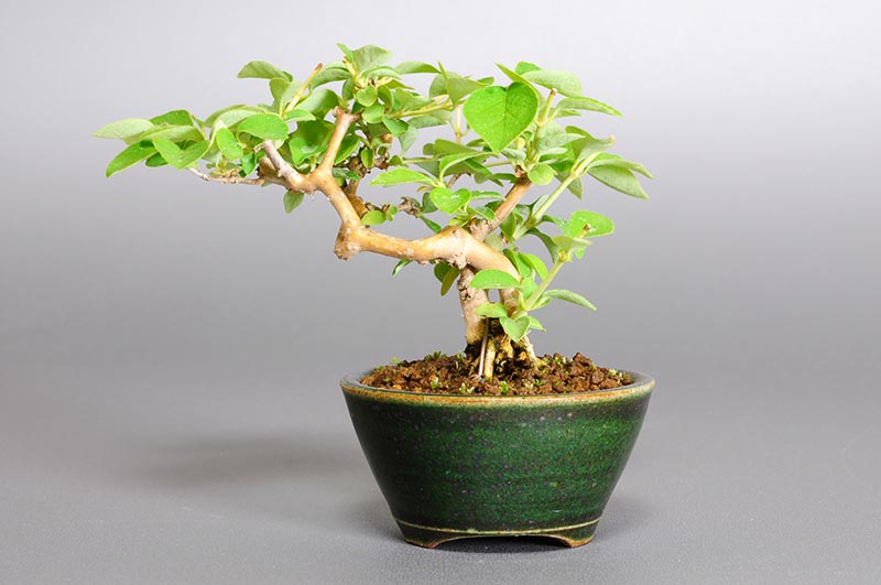 ミニ盆栽・ウグイスカグラO（うぐいすかぐら・鶯神楽）実もの盆栽を裏側から見た景色・Lonicera gracilipes bonsai