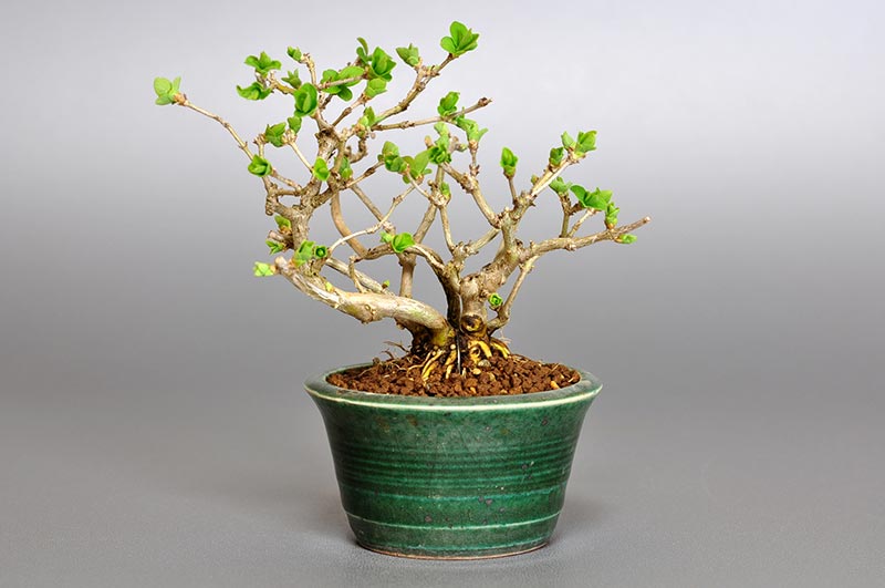 ウグイスカグラP（うぐいすかぐら・鶯神楽）実もの盆栽の販売と育て方・作り方・Lonicera gracilipes bonsai